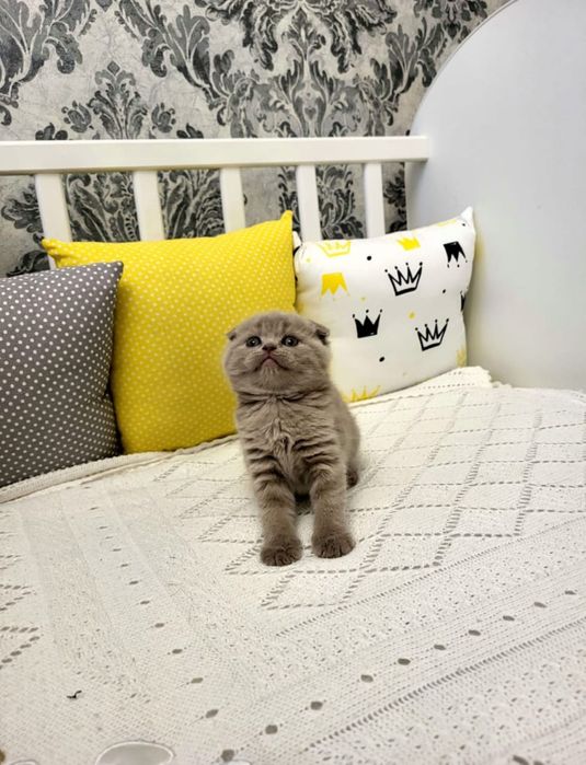 Шотландцы Лиловый Окрас.