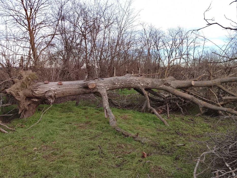 vand trunchi de nuc, judet CL