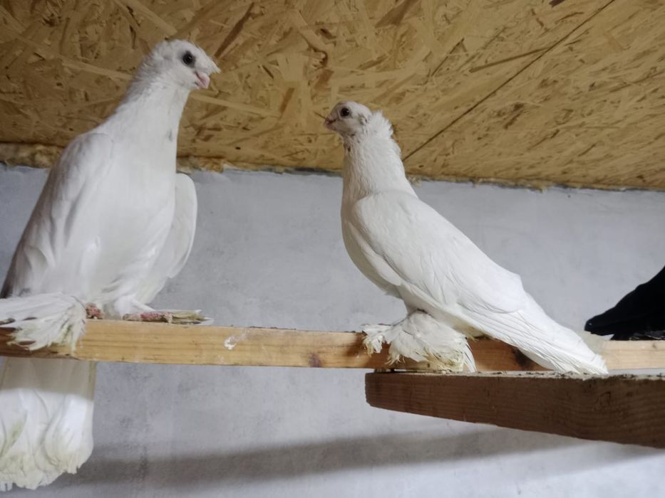 Продам    голубей