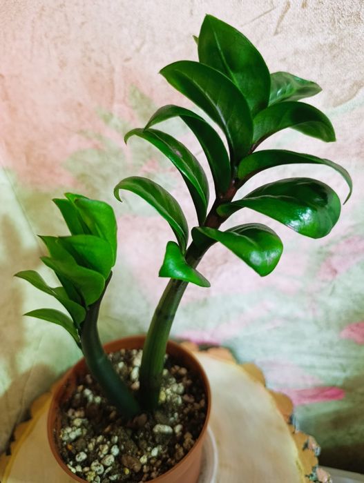 Продам Замиокулькас Зензи