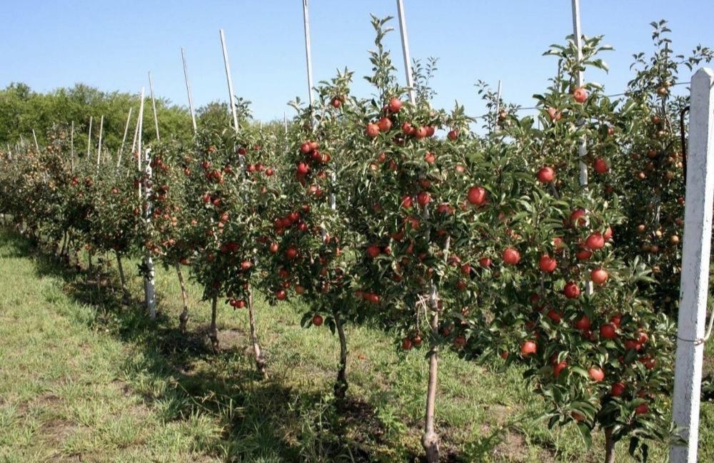 Ель яблоня туя сосна