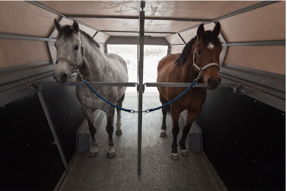 Перевозка лошадей и других животных