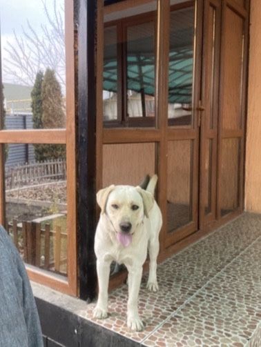 Лабрадор вязкаь