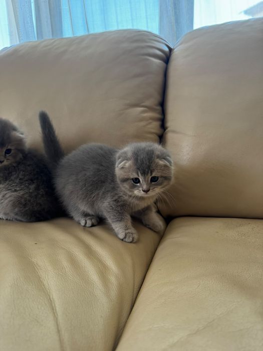 Котята шотландские вислоухие