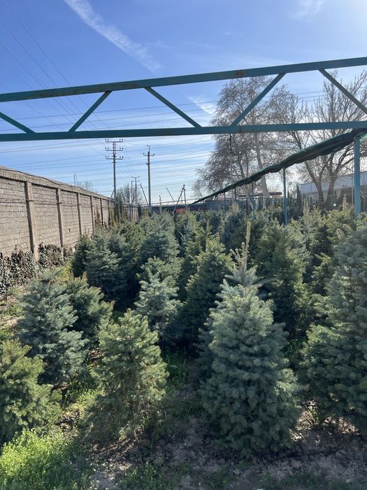 Продаётся голубой ел по оптовым ценам