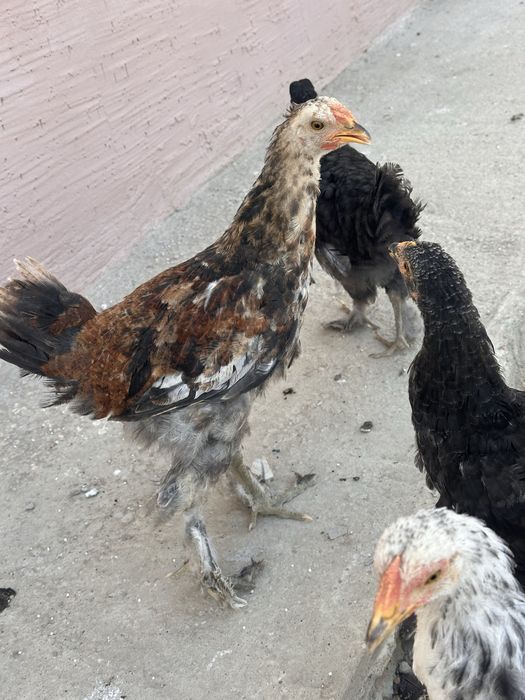 Продам кур, цыплят