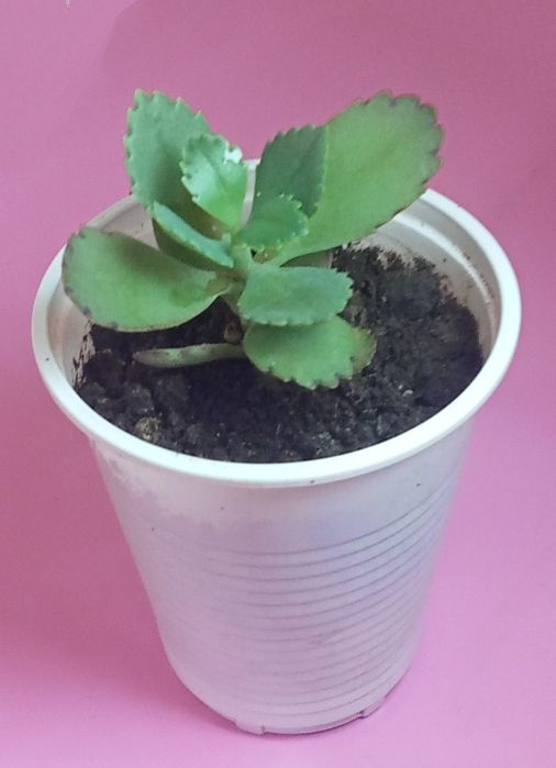 Продам. Ускорененные отростки.