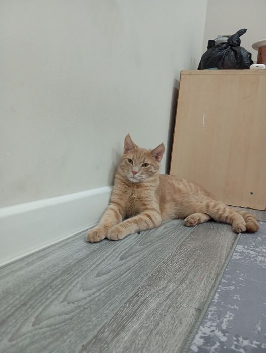 Продам кошку мейн-кун