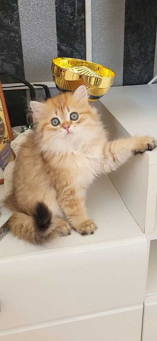 British Longhair Black Golden Shaded – Pedigree WCF, Părinți Campioni