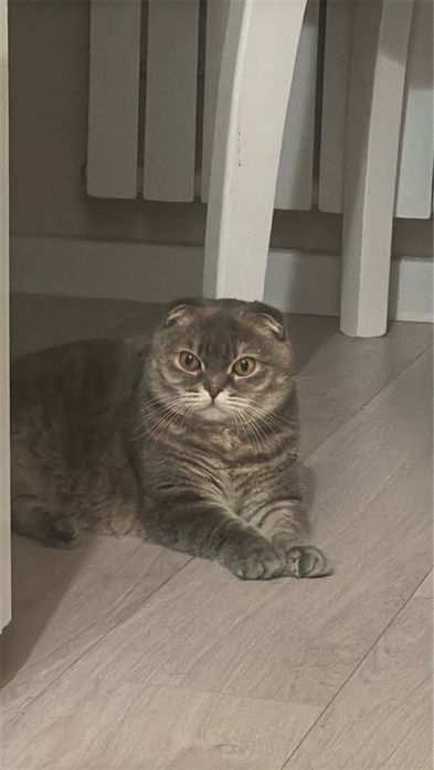 Отдам домашнюю кошку