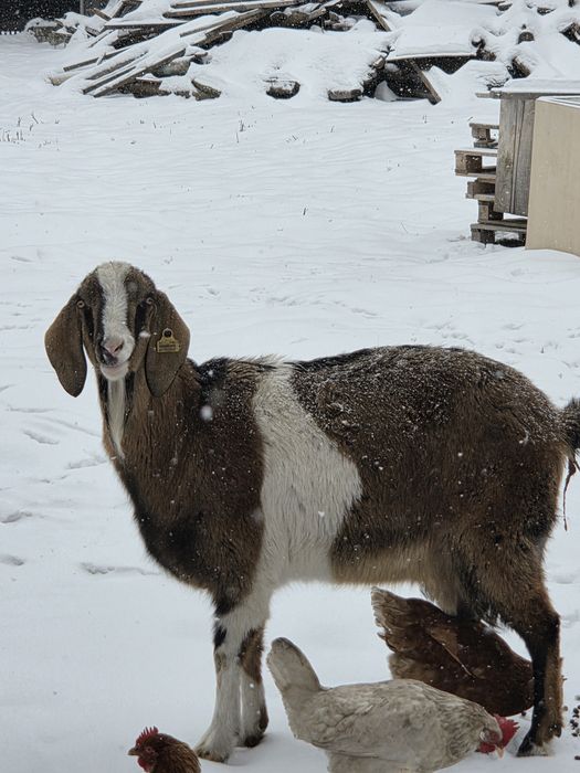 Ешки сауатын туатын и туган