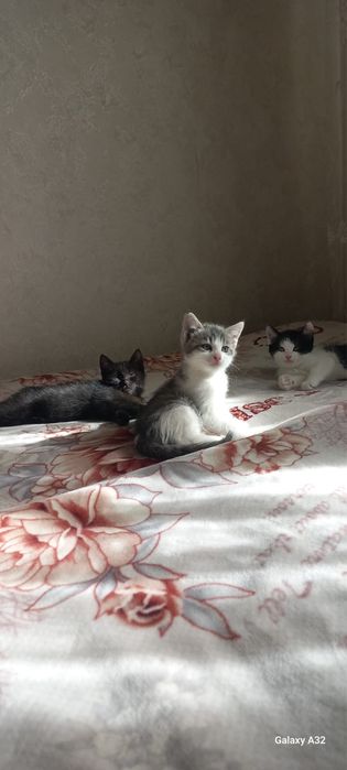 Отдам котят в хорошие руки