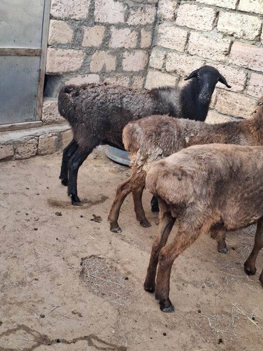 Қойлар бар саттықта