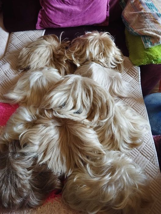 Парик  в наличии 10 штук