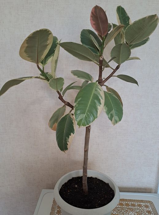 Продам взрослые растения - фикус сортовые