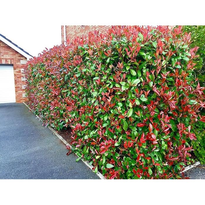 Photinia red robin 40cm/70cm