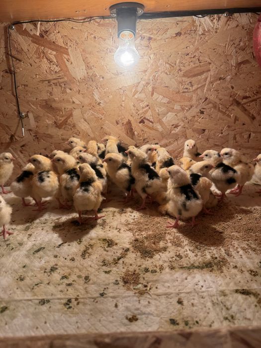 Цыплята суточные