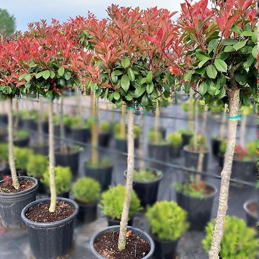Photinia Globulară Red Rubin la ghiveci