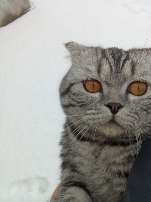 Отдам даром кошка