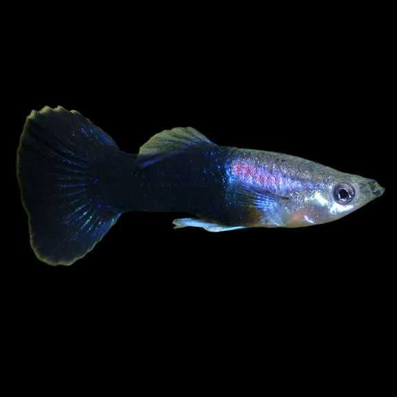 guppy, xifo, plante, accesori, acvariu