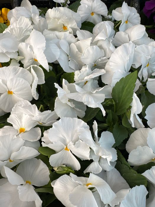 Viola. Kapalak gul F1