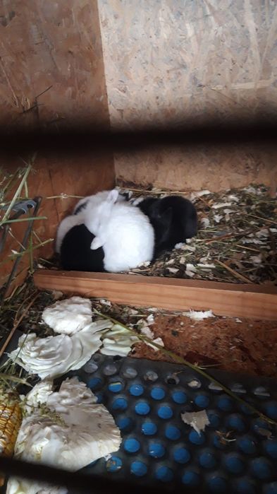 Iepurasi pitici cu ochii albastri la maturitate nu