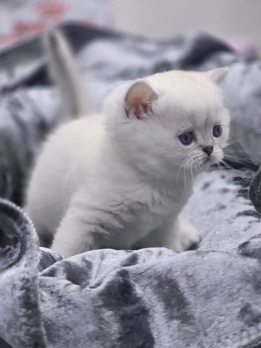 Британские котята