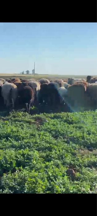 Кой сатамыз. Продам баранов