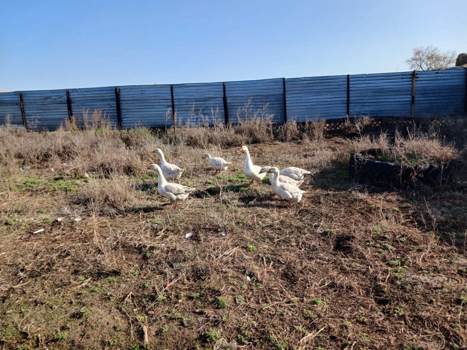 Продам гусей Продам гусей