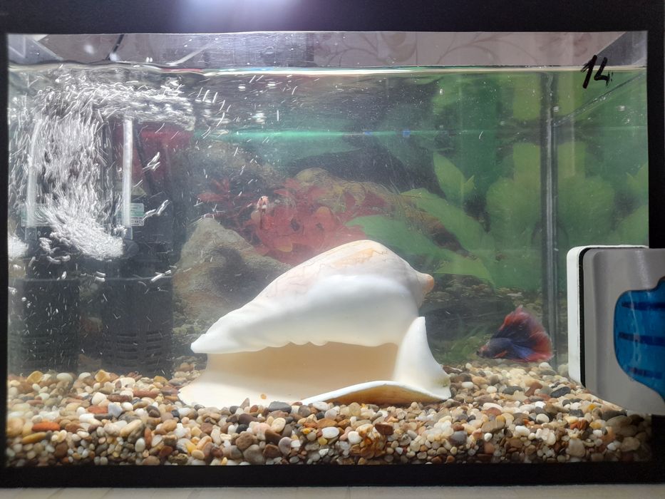 Akvarium Baliqlar