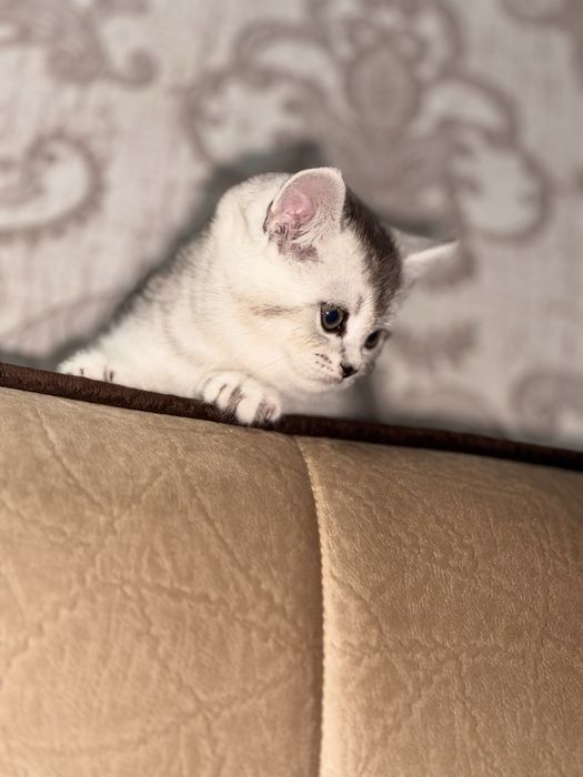 Серебристая шиншила