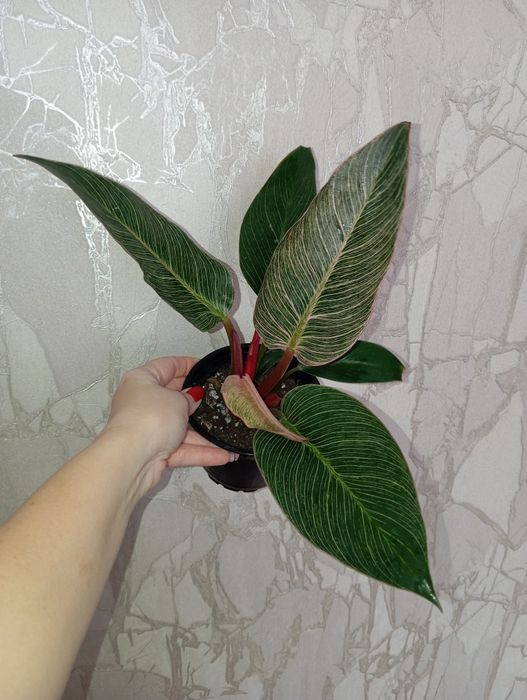 Продам Филодендрон