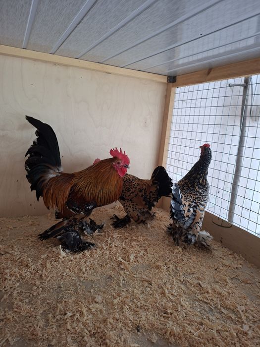 Мильфлер фарфоровые тухумига заказ