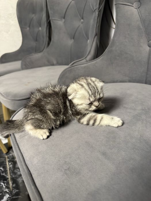 Шотландские  котята
