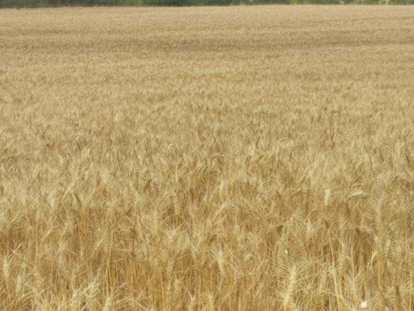 Продава се Парцел в Варна, Чаталджа - 5012 кв.м за 5 €/кв.м - Снимка #2