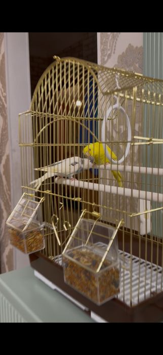 Попугай пара волнистые