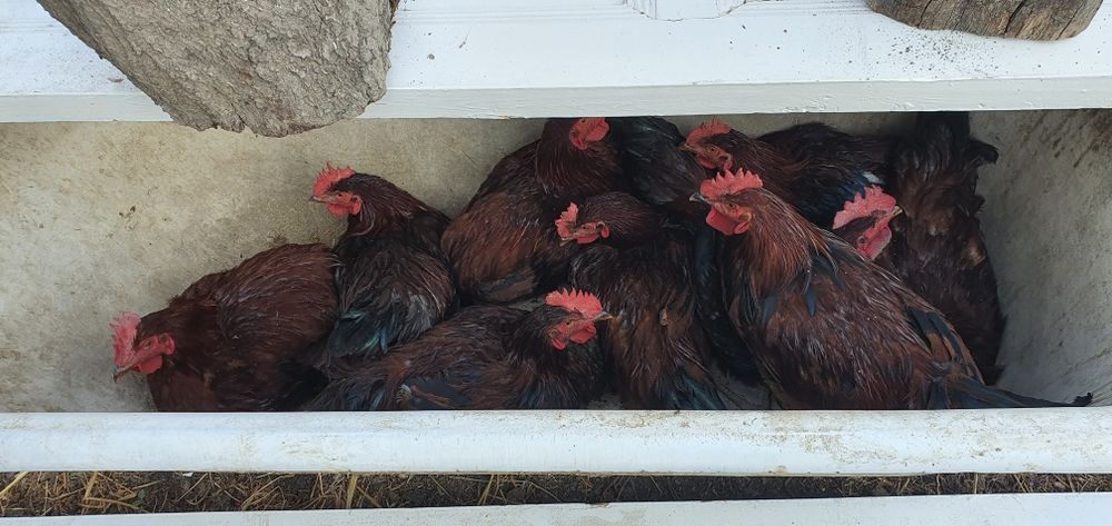 хурозлаар сотилади