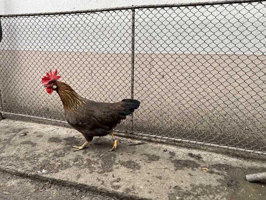 Familie gaini italiana potarnichie