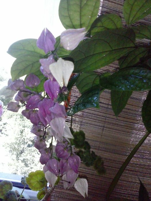 Клеродендрум Томпсона