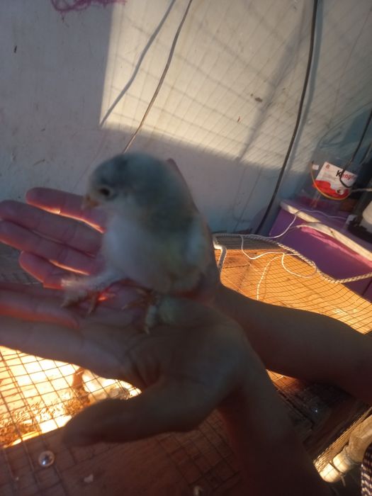 Брама гигант жужалар сотилади