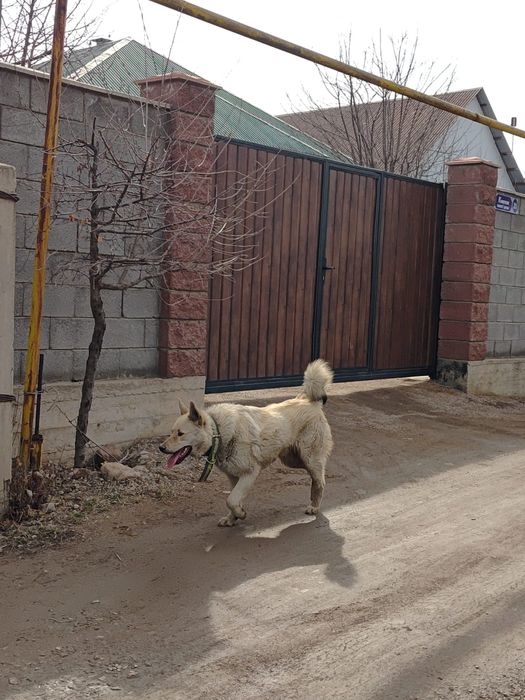 асалаумағаликум лайка еркек