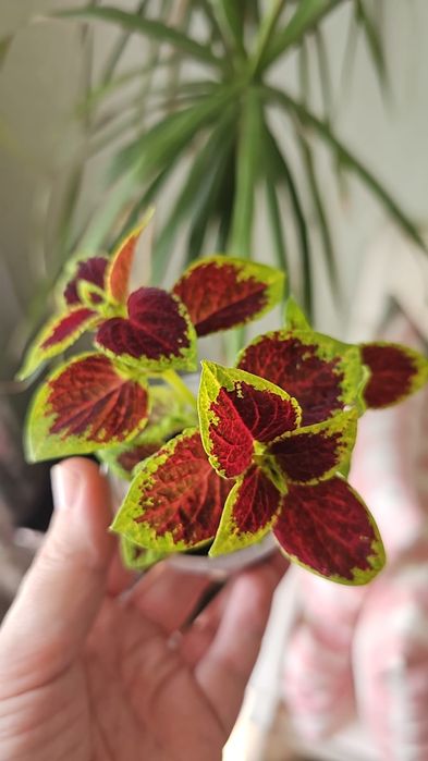 Цветы колеус от 500 тг