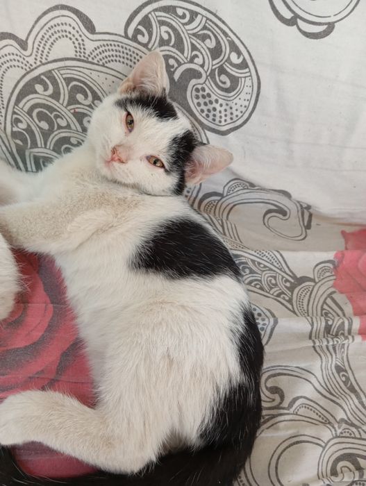 Котят  отдам в хорошие руки 3 месячные  1 мальчик и 2 девочки