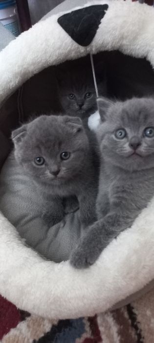 Чистокровные британские котята родились 18 февраля