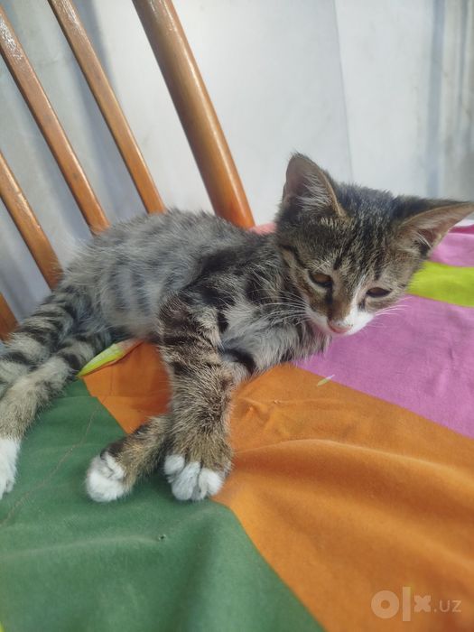 Отдам спокойного и ласкового котёнка в заботливые руки