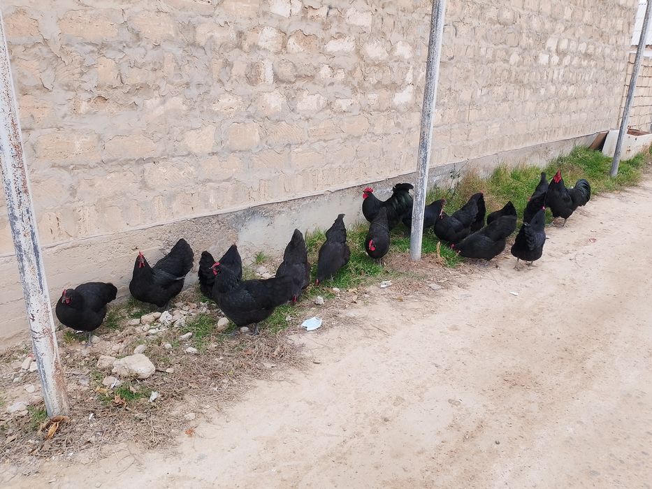 Жумырткасы сатылады парода Австролорп