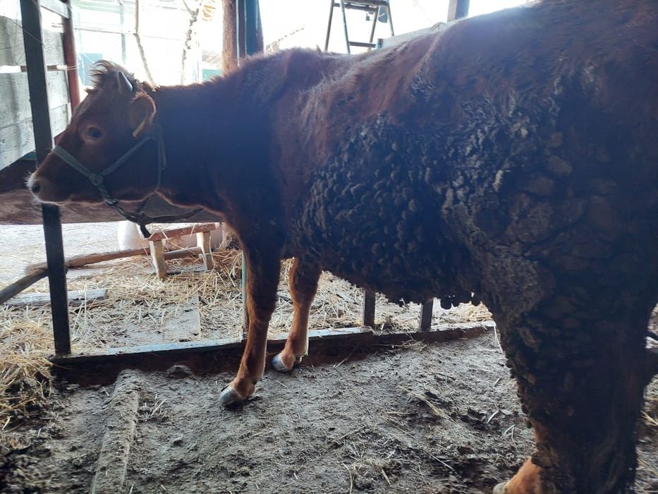 Семіз сиырлар жане таналар