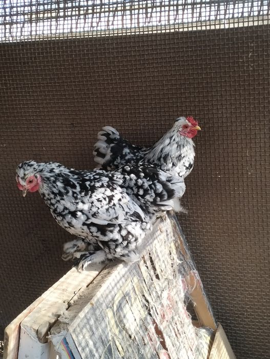 Продам карликовых кур!