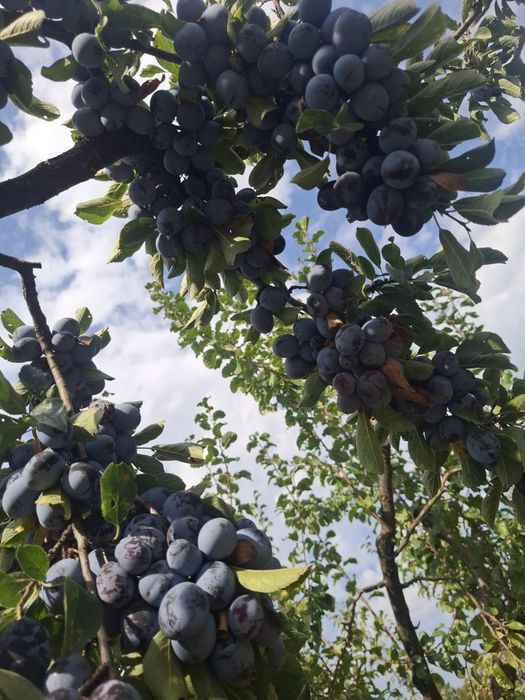 Vând prune pentru țuică