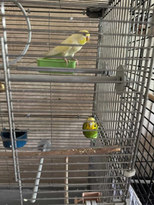 Продам пару волнистых попугаев